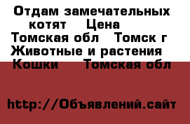 Отдам замечательных котят. › Цена ­ 10 - Томская обл., Томск г. Животные и растения » Кошки   . Томская обл.